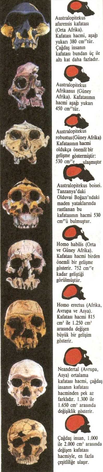 kafatasi