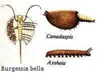 Bağalı Ve Kabuklu Hayvanlar